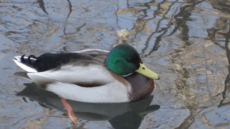 マガモ 横浜市旭区今宿南町