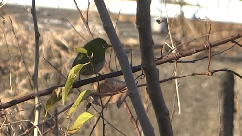 メジロ 横浜市旭区今宿南町