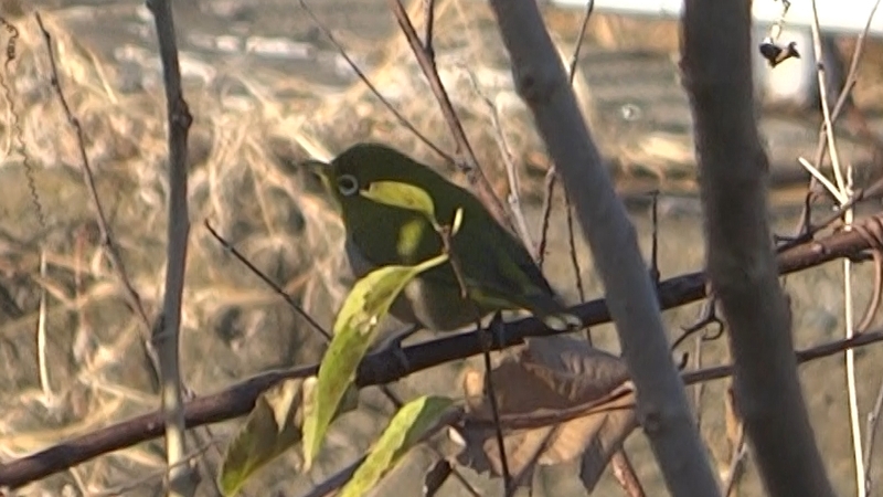 メジロ 横浜市旭区今宿南町