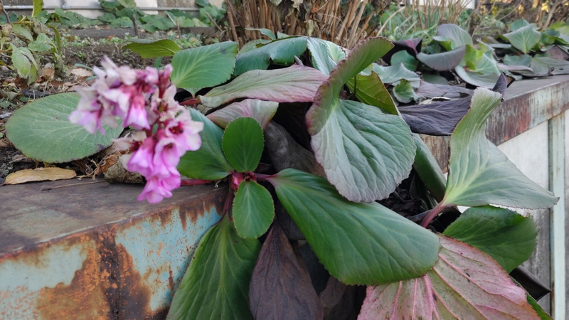 ヒマラヤユキノシタの花 横浜市旭区今宿南町
