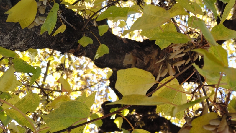 トウカエデの翼果 横浜市旭区金が谷