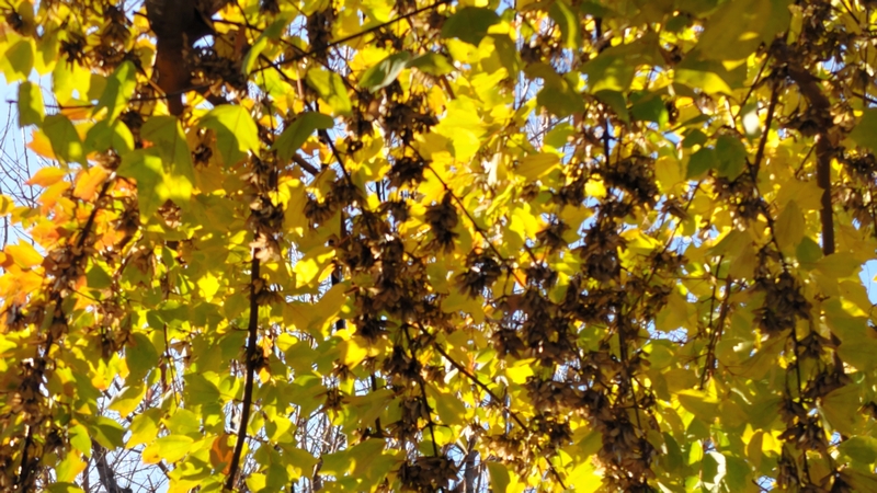 トウカエデの翼果 横浜市旭区金が谷