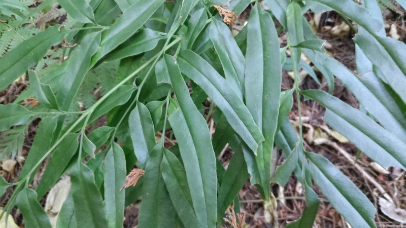 イワガネソウ 横浜市旭区矢指町追分市民の森