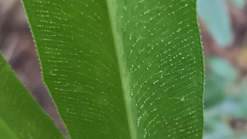 イワガネソウの葉裏 横浜市旭区矢指町追分市民の森