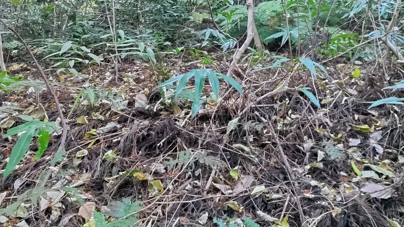 イワガネソウ 横浜市旭区矢指町追分市民の森