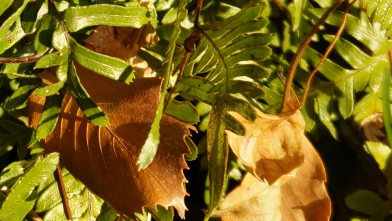 アマクサシダの胞子 横浜市旭区矢指町追分市民の森