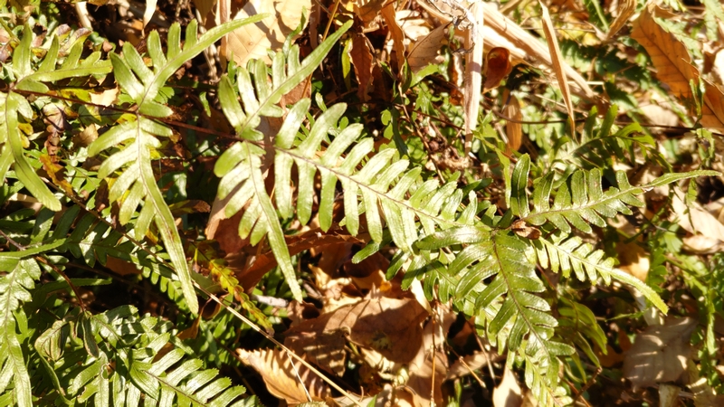 アマクサシダ 横浜市旭区矢指町追分市民の森