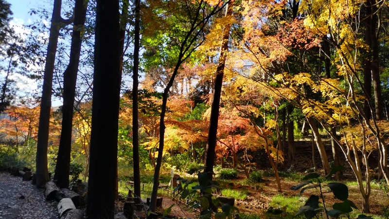 紅葉 横浜市瀬谷区長屋門公園