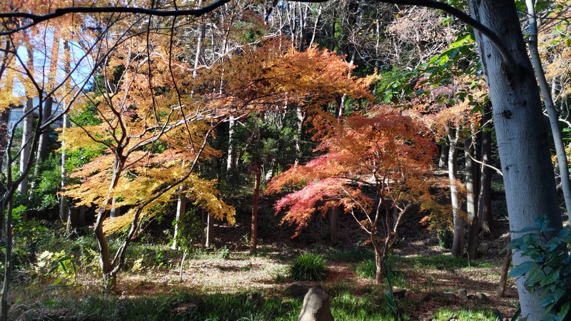 紅葉 横浜市瀬谷区長屋門公園
