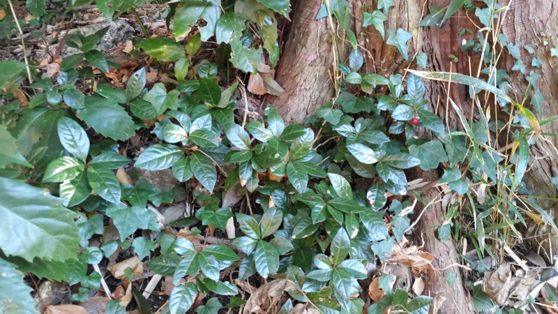 ヤブコウジの果実 横浜市瀬谷区長屋門公園
