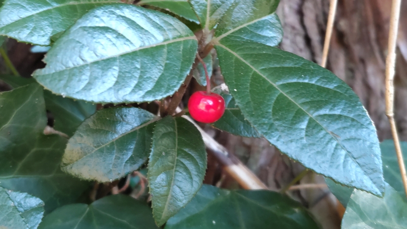 ヤブコウジの果実 横浜市瀬谷区長屋門公園