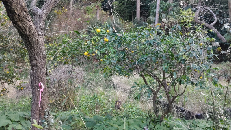 ユズの果実 横浜市瀬谷区長屋門公園