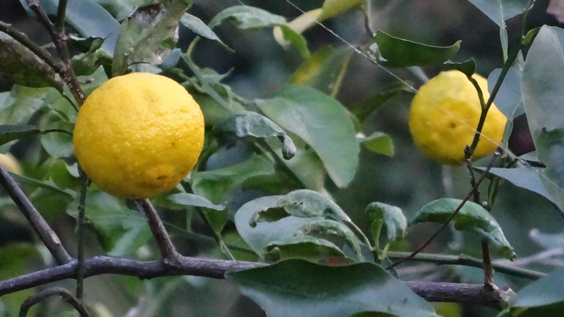ユズの果実 横浜市瀬谷区長屋門公園