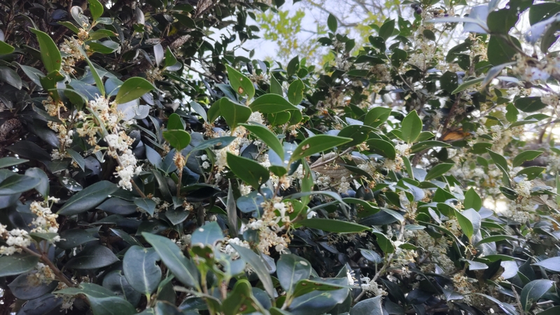 ヒイラギの花 横浜市瀬谷区長屋門公園