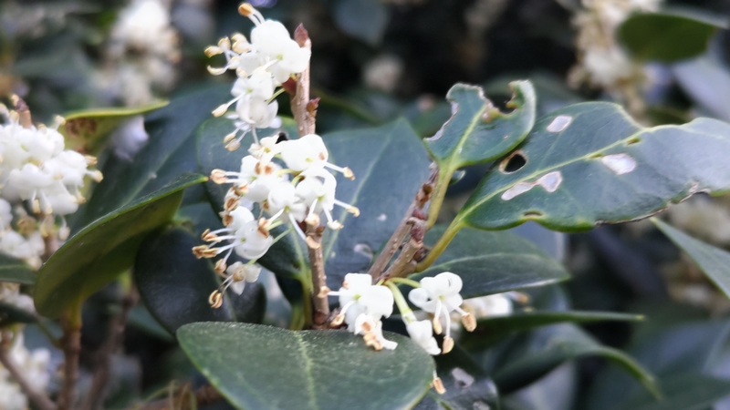 ヒイラギの花 横浜市瀬谷区長屋門公園