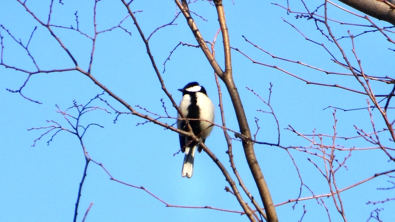 シジュウカラ 川崎市幸区さいわいふるさと公園
