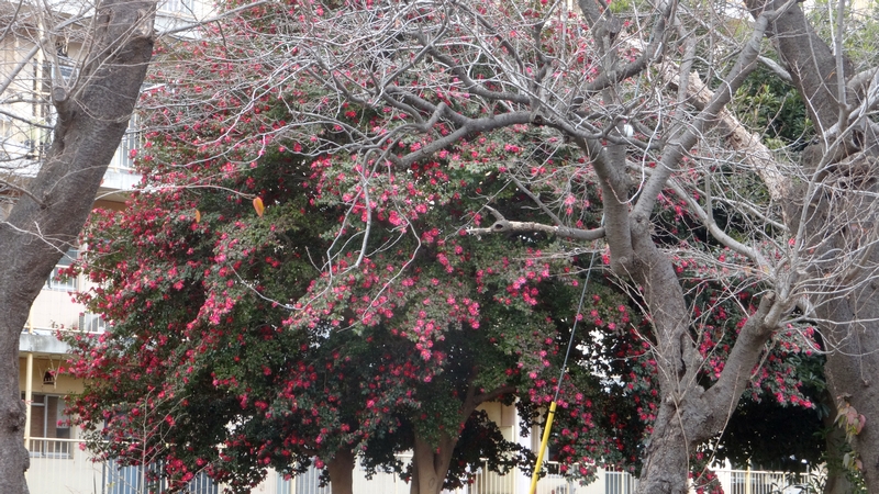 サザンカ 横浜市旭区今宿南町