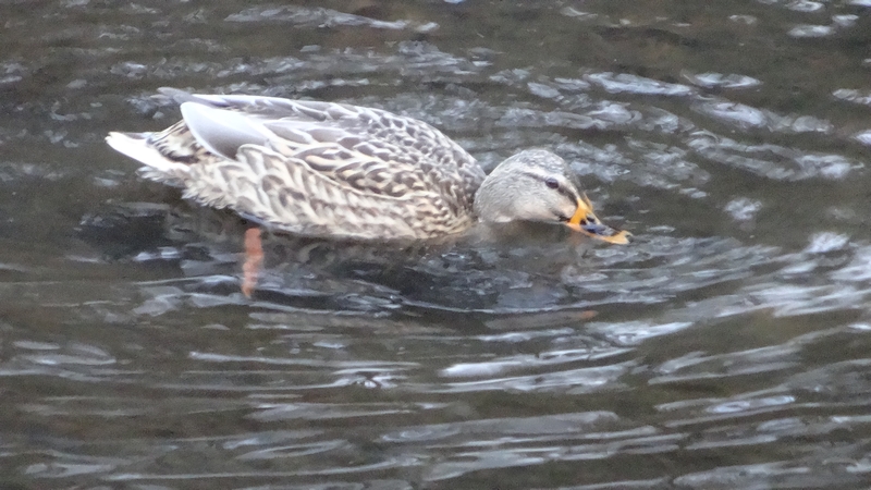 雌のマガモ 横浜市旭区鶴ヶ峰本町