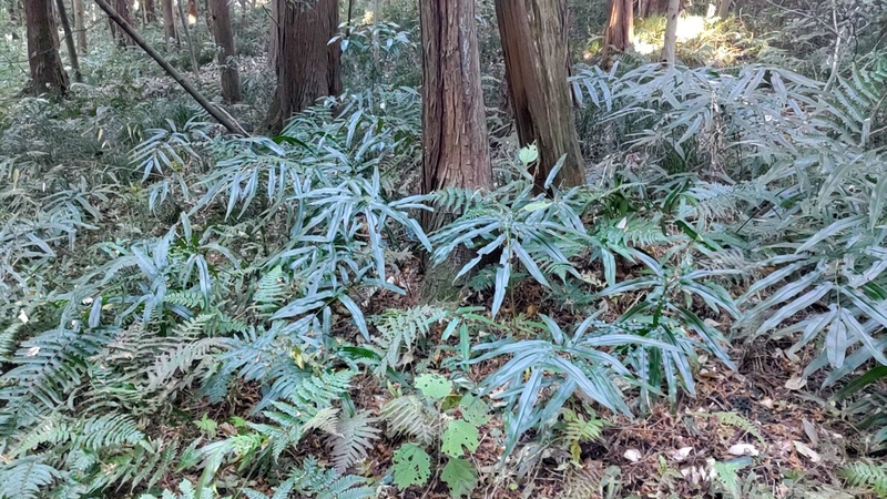 イワガネソウ 横浜市旭区矢指町矢指市民の森