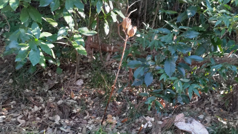 ウバユリの果実 横浜市旭区矢指町矢指市民の森