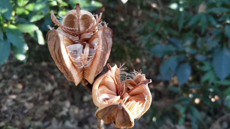 ウバユリの果実 横浜市旭区矢指町矢指市民の森