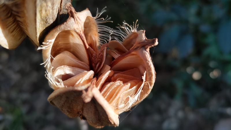 ウバユリの果実 横浜市旭区矢指町矢指市民の森