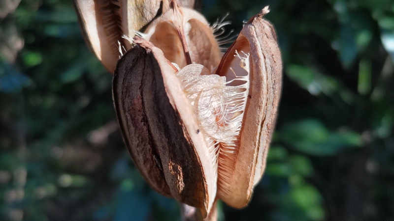 ウバユリの果実 横浜市旭区矢指町矢指市民の森