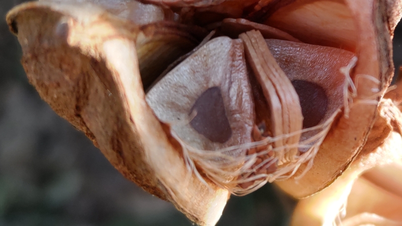 ウバユリの果実 横浜市旭区矢指町矢指市民の森