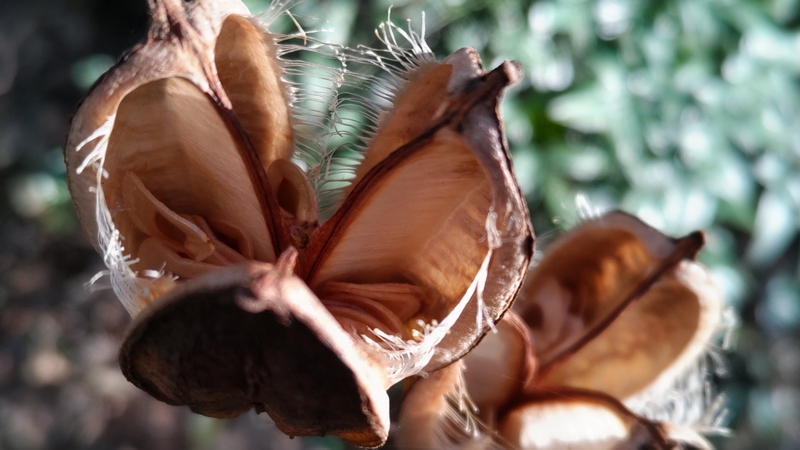 ウバユリの果実 横浜市旭区矢指町矢指市民の森