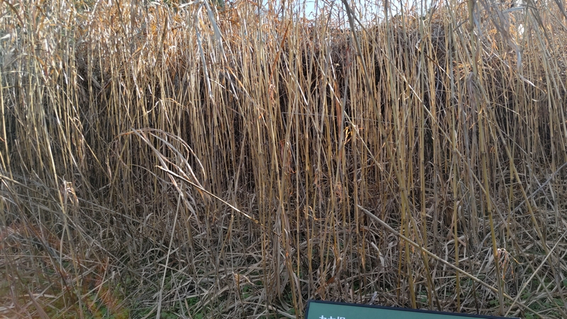 茅場のオギ 横浜市旭区矢指町追分市民の森