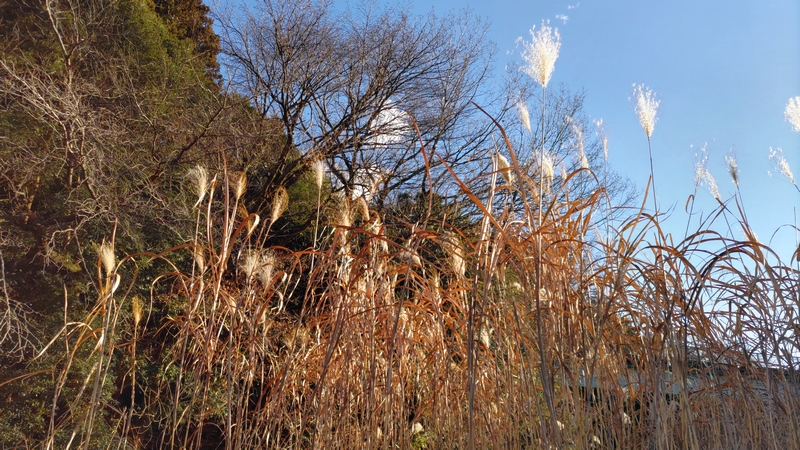 茅場のオギ 横浜市旭区矢指町追分市民の森