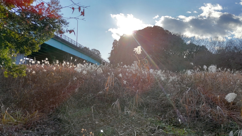 茅場のオギ 横浜市旭区矢指町矢指市民の森