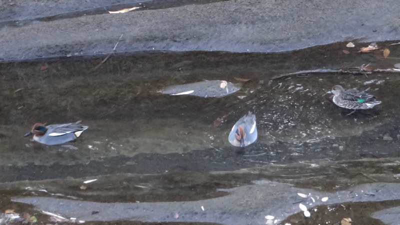 コガモ 横浜市旭区鶴ヶ峰本町