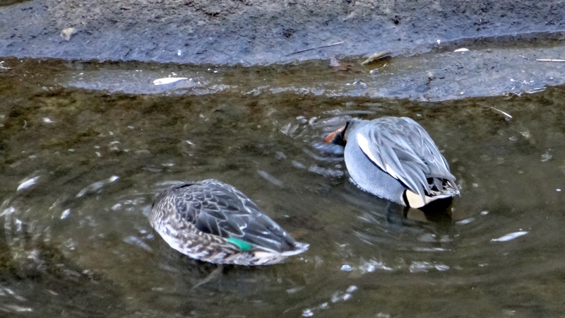 コガモ 横浜市旭区鶴ヶ峰本町