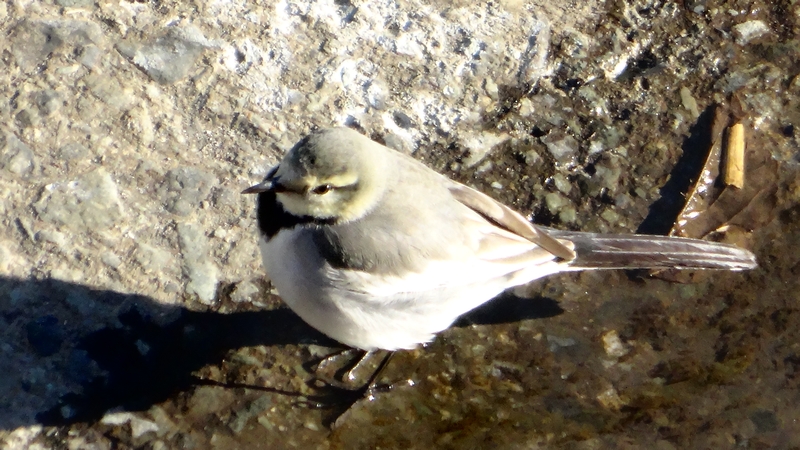 顔が黄色いハクセキレイ 横浜市旭区鶴ヶ峰本町