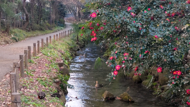 カルガモ 横浜市旭区帷子川親水緑道