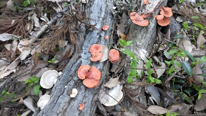カワラタケ 横浜市瀬谷区長屋門公園