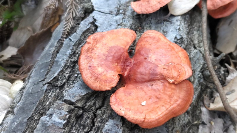 カワラタケ 横浜市瀬谷区長屋門公園