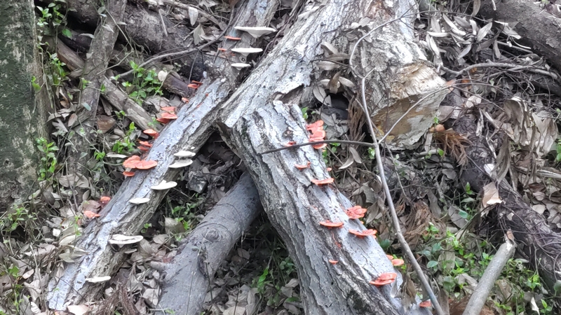 カワラタケ 横浜市瀬谷区長屋門公園