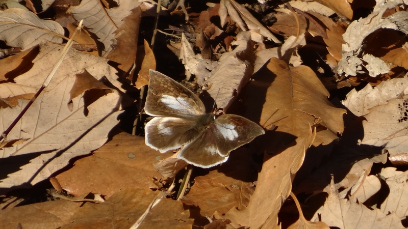 ウラギンシジミ♀ 横浜市旭区希望が丘水の森公園