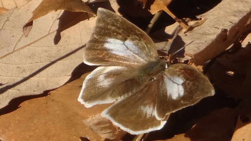 ウラギンシジミ♀ 横浜市旭区希望が丘水の森公園