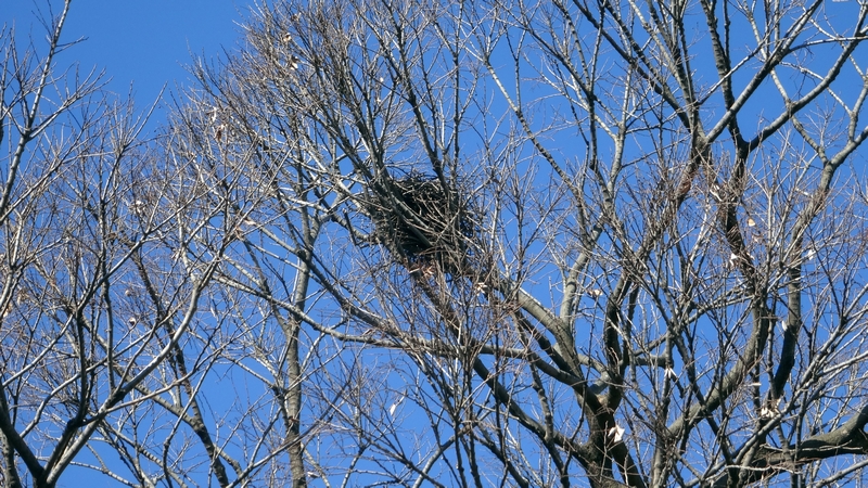 エノキのハシボソガラスの巣 横浜市旭区鶴ヶ峰本町