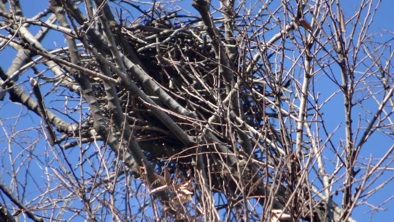 エノキのハシボソガラスの巣 横浜市旭区鶴ヶ峰本町