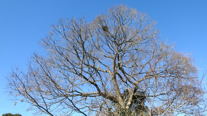 エノキのハシボソガラスの巣 横浜市旭区鶴ヶ峰本町