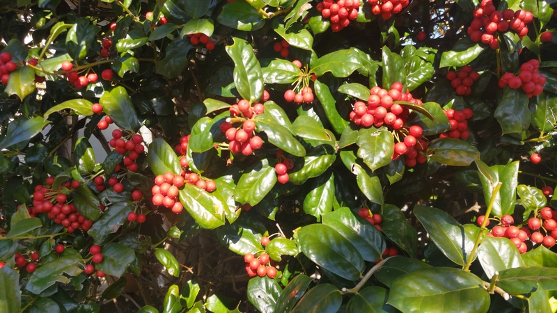 ヤバネヒイラギモチの果実 横浜市旭区鶴ヶ峰本町