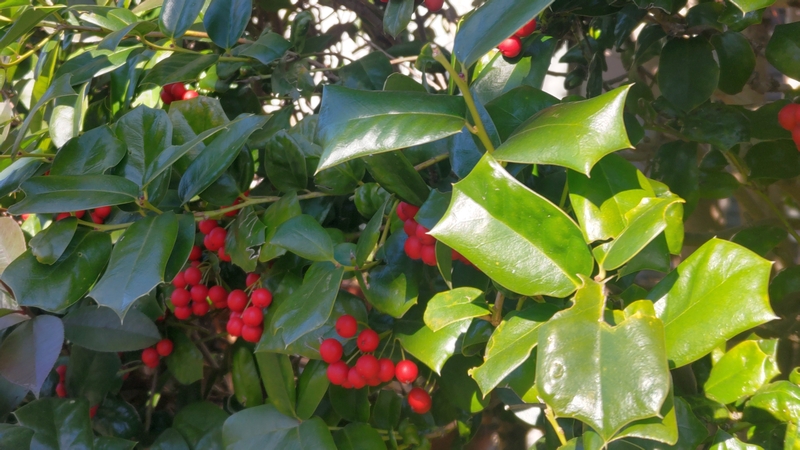 ヤバネヒイラギモチの果実 横浜市旭区鶴ヶ峰本町