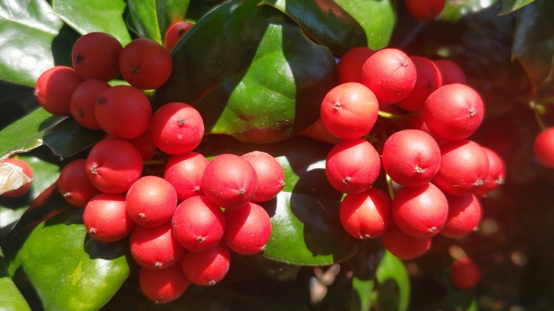 ヤバネヒイラギモチの果実 横浜市旭区鶴ヶ峰本町