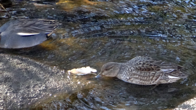 コガモのメス 横浜市旭区鶴ヶ峰本町