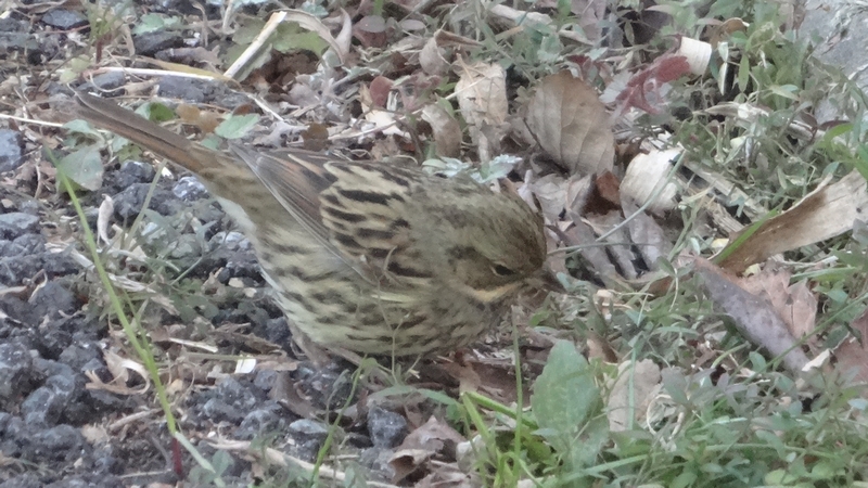 アオジ 横浜市旭区今宿南町