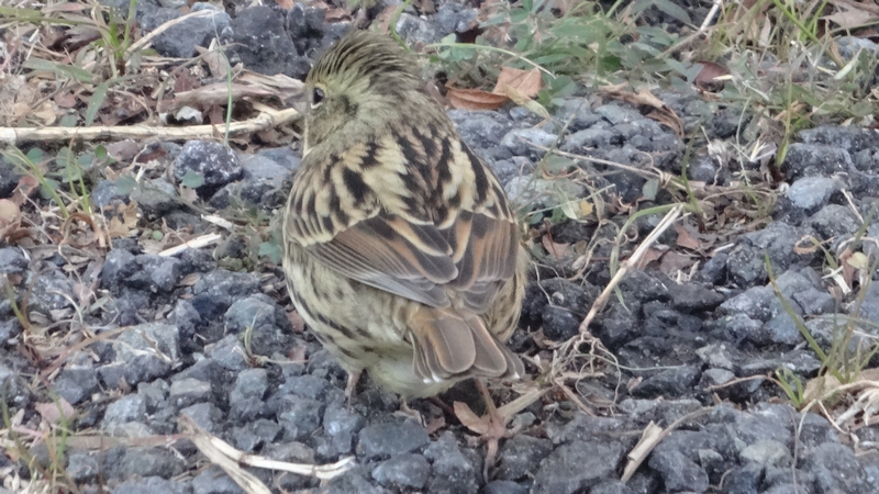 アオジ 横浜市旭区今宿南町